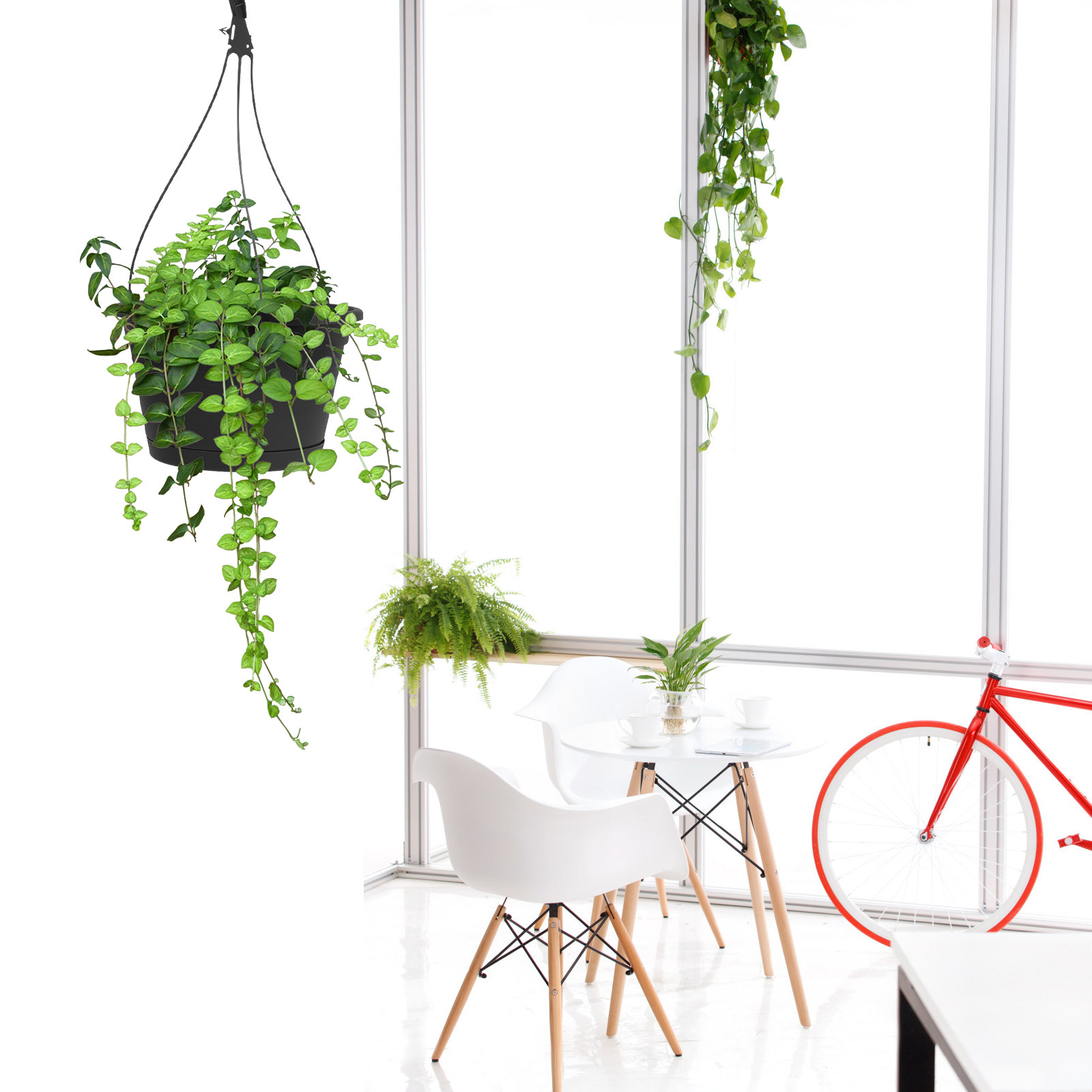 1Pcs Hanging Spider Plant Pot  - đánh giá và giá Spider Plant Hanging